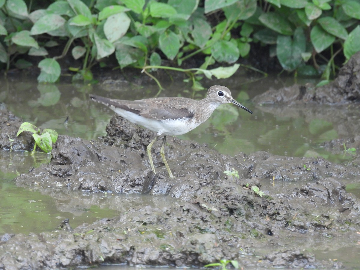 Solitary Sandpiper - ML608705909