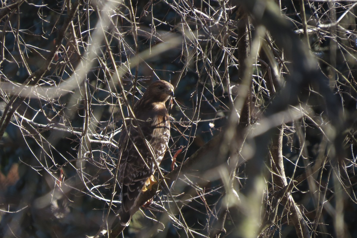 Red-shouldered Hawk - ML608705921