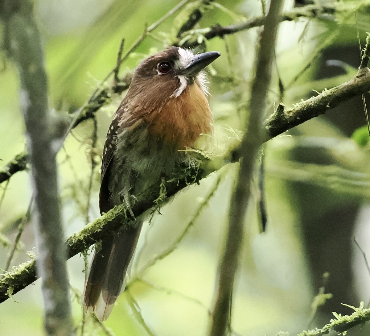 Moustached Puffbird - ML608705942