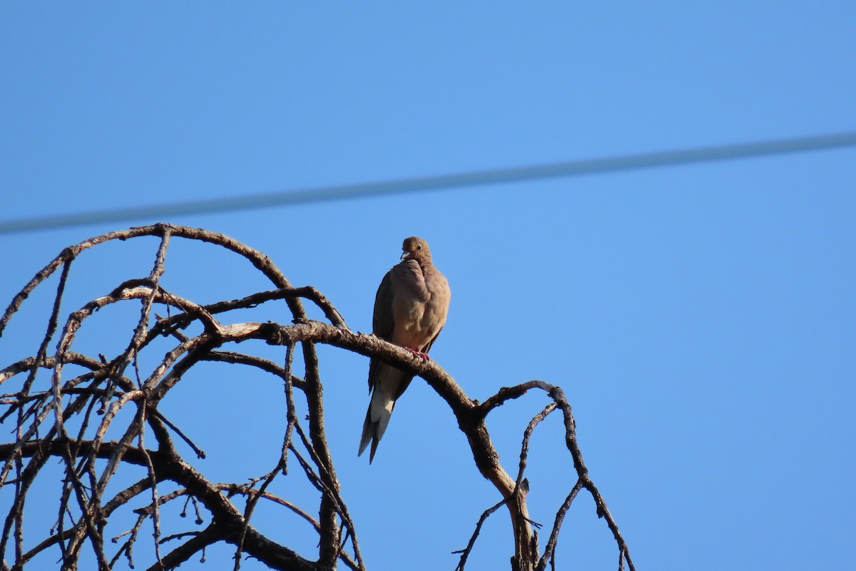 Mourning Dove - Nathan Trimble