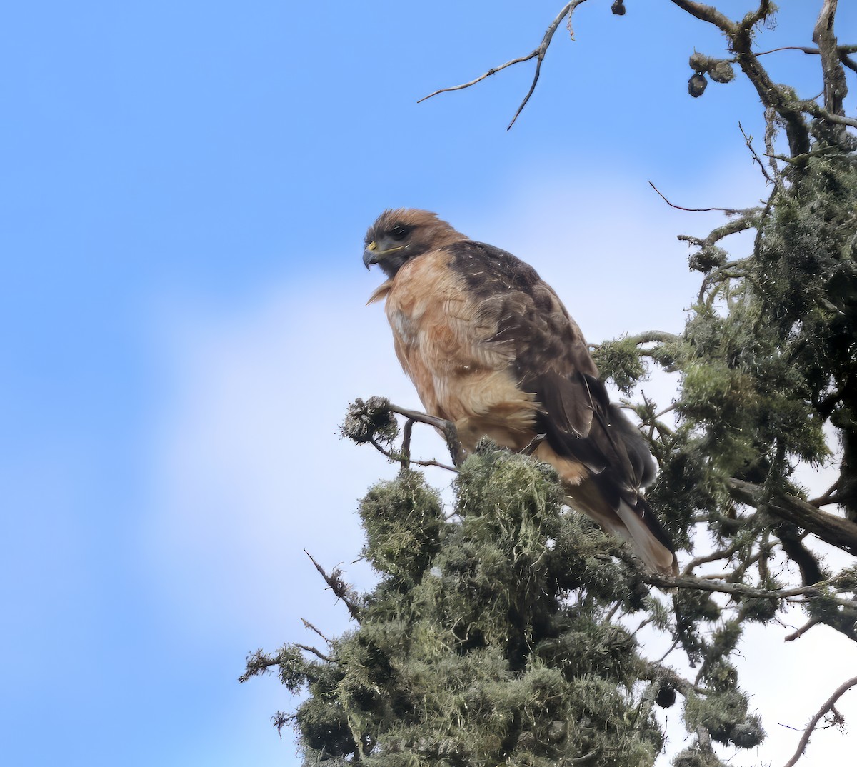 Red-tailed Hawk - ML608706031