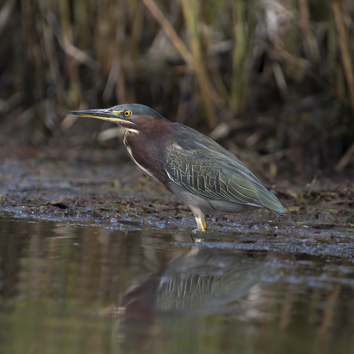 Green Heron - ML608706102