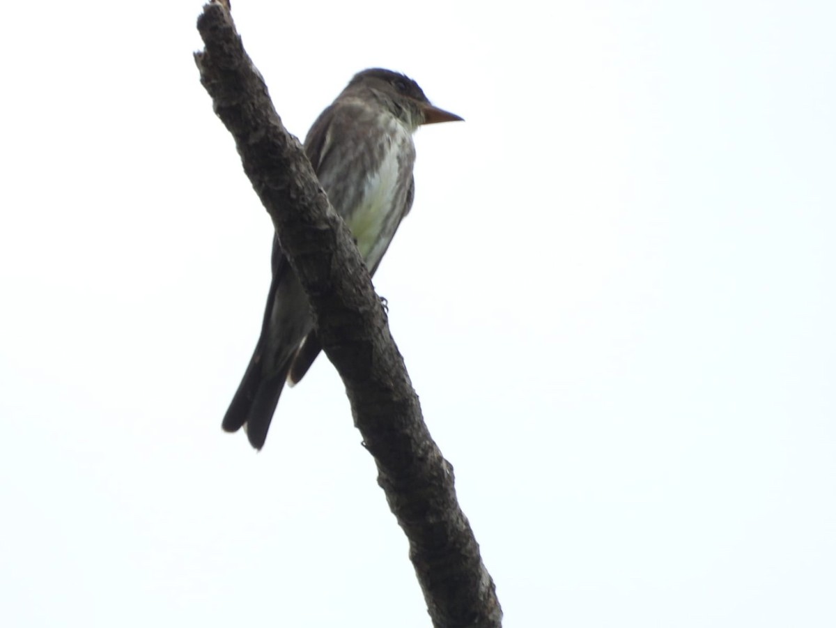 Olive-sided Flycatcher - Kimberley Pérez López