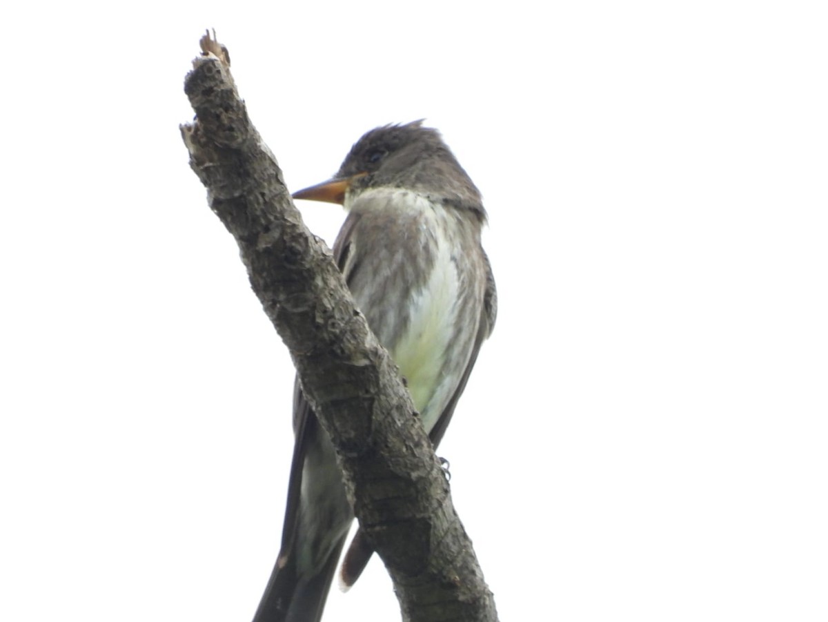 Olive-sided Flycatcher - Kimberley Pérez López