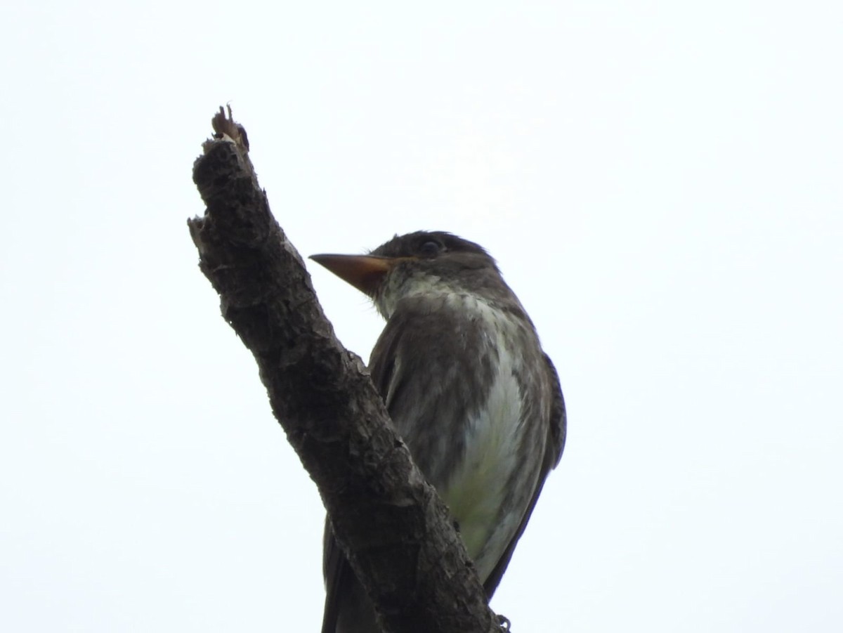 Olive-sided Flycatcher - ML608706134