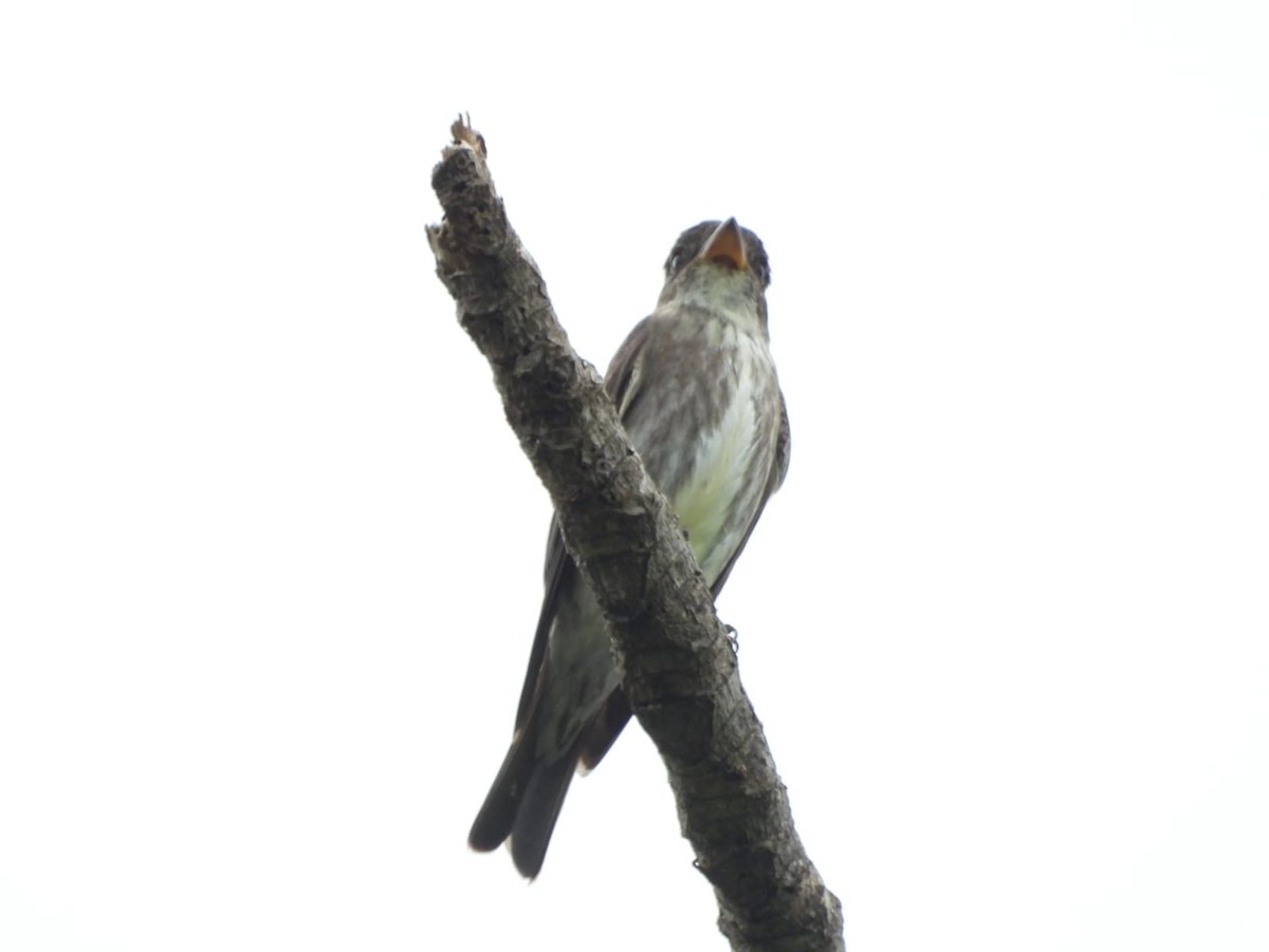 Olive-sided Flycatcher - Kimberley Pérez López