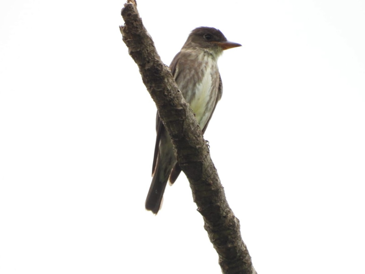 Olive-sided Flycatcher - Kimberley Pérez López