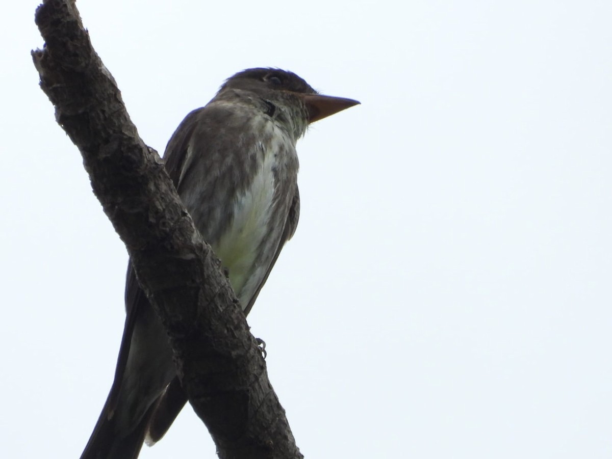 Olive-sided Flycatcher - Kimberley Pérez López