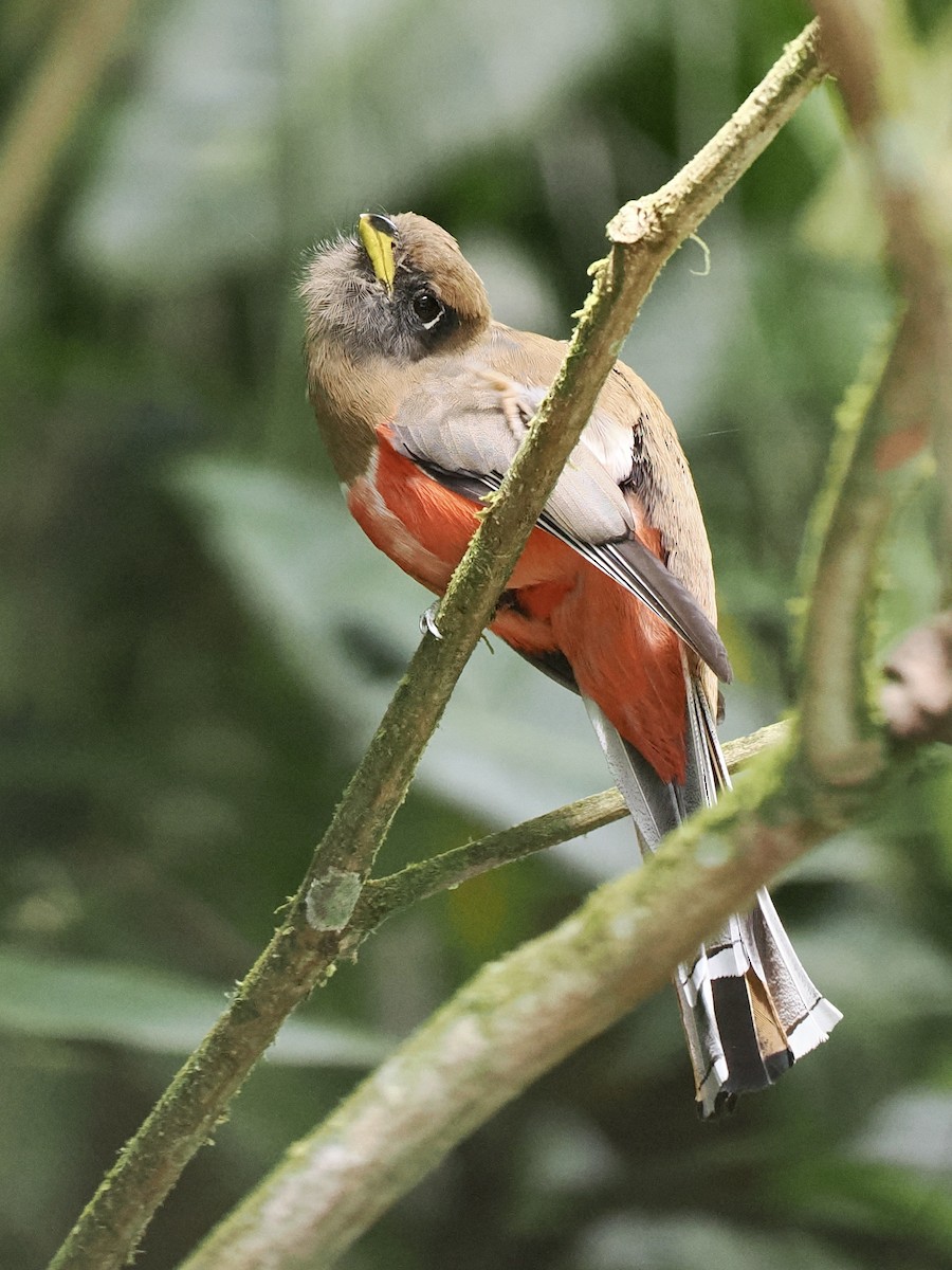 Collared Trogon - ML608706140