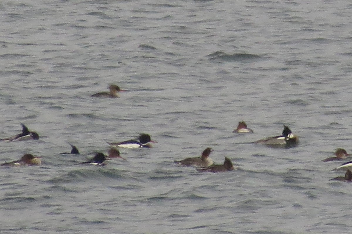 Red-breasted Merganser - ML608706155