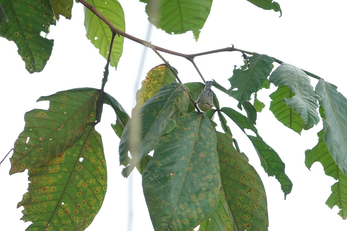 ミズイロアメリカムシクイ - ML608706158