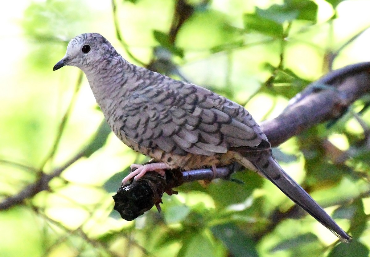 Inca Dove - ML608706162