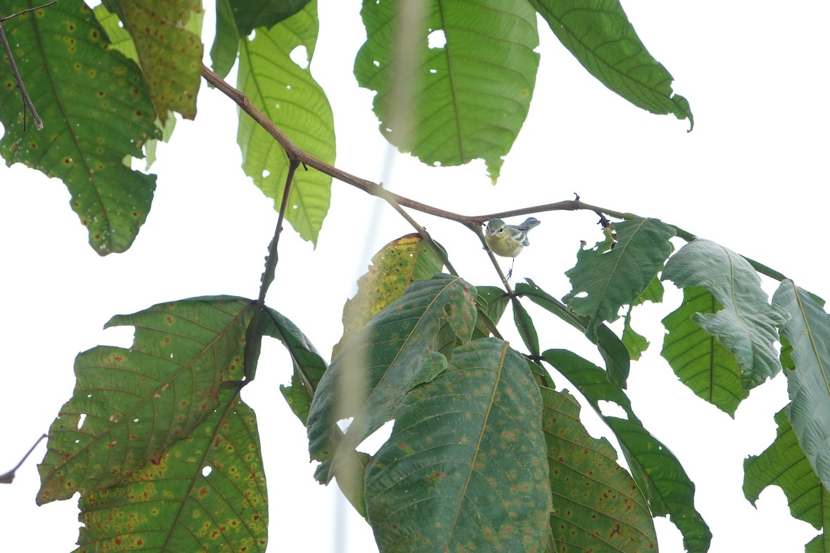 ミズイロアメリカムシクイ - ML608706170