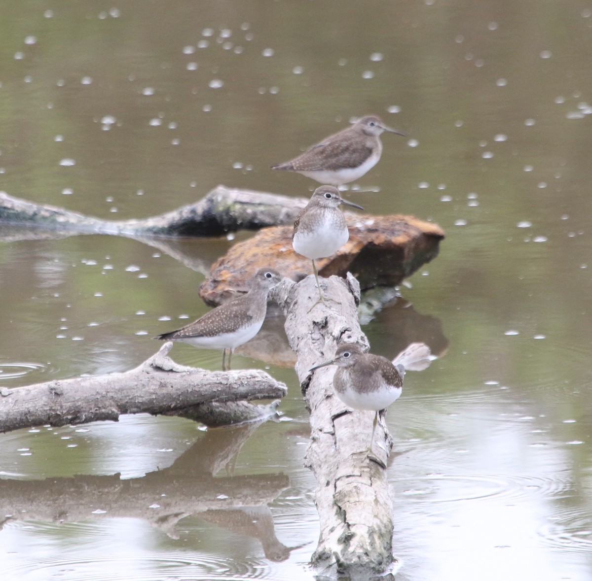 Solitary Sandpiper - ML608706241