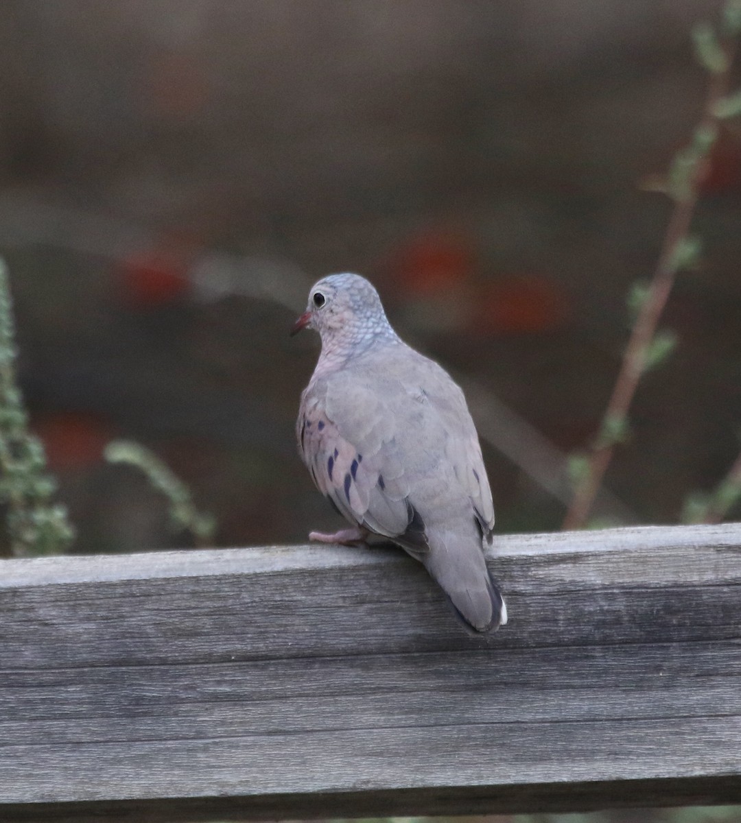 Common Ground Dove - Nick Barber