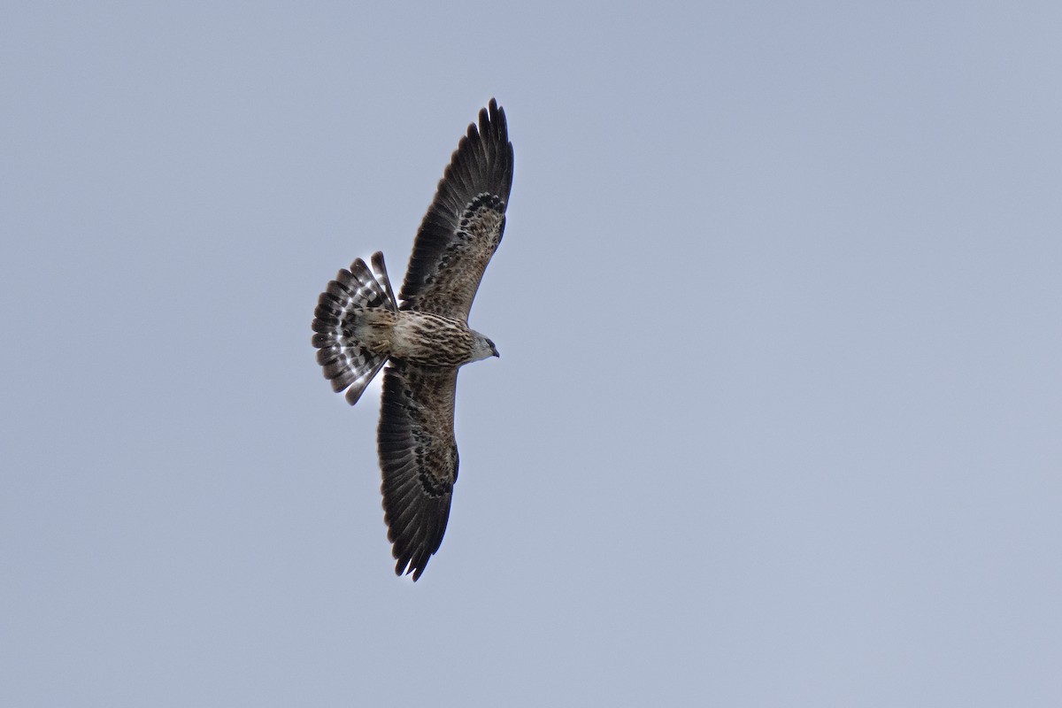 Mississippi Kite - ML608706277