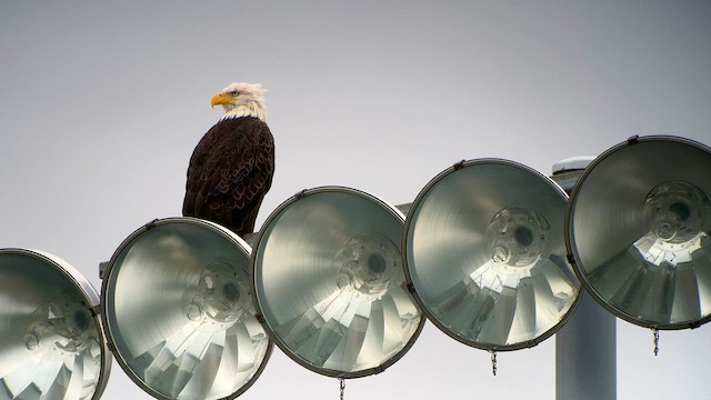 Bald Eagle - ML608706398