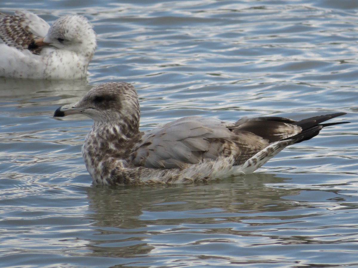 California Gull - ML608706435