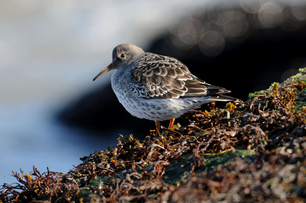 Purple Sandpiper - marvin hyett