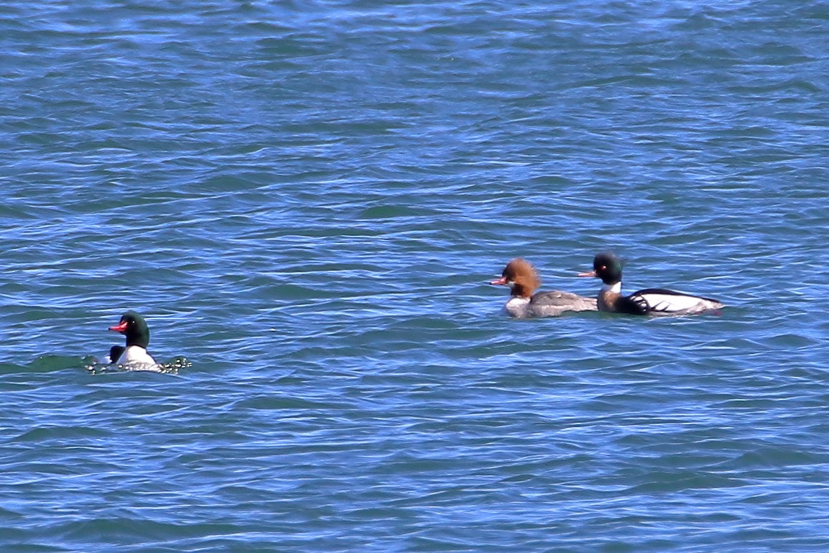 Common Merganser (North American) - Daniel  Bellich