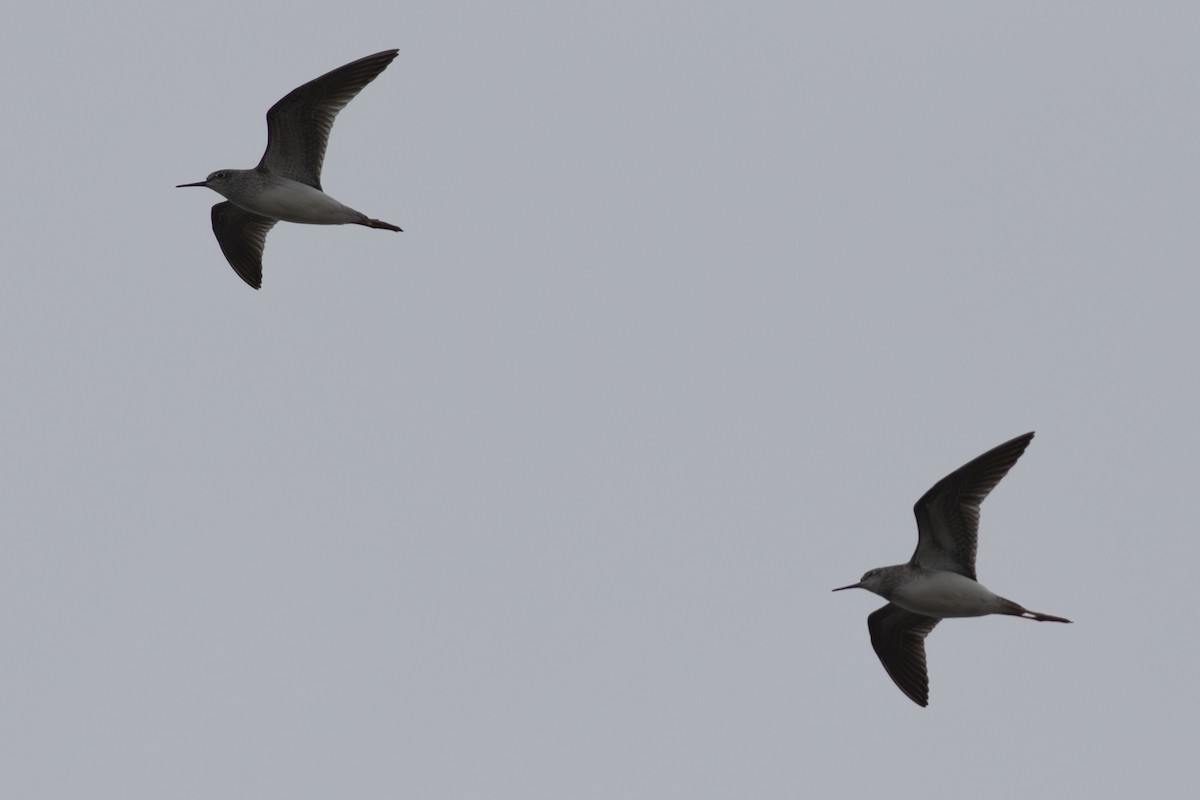 Lesser Yellowlegs - ML608706683