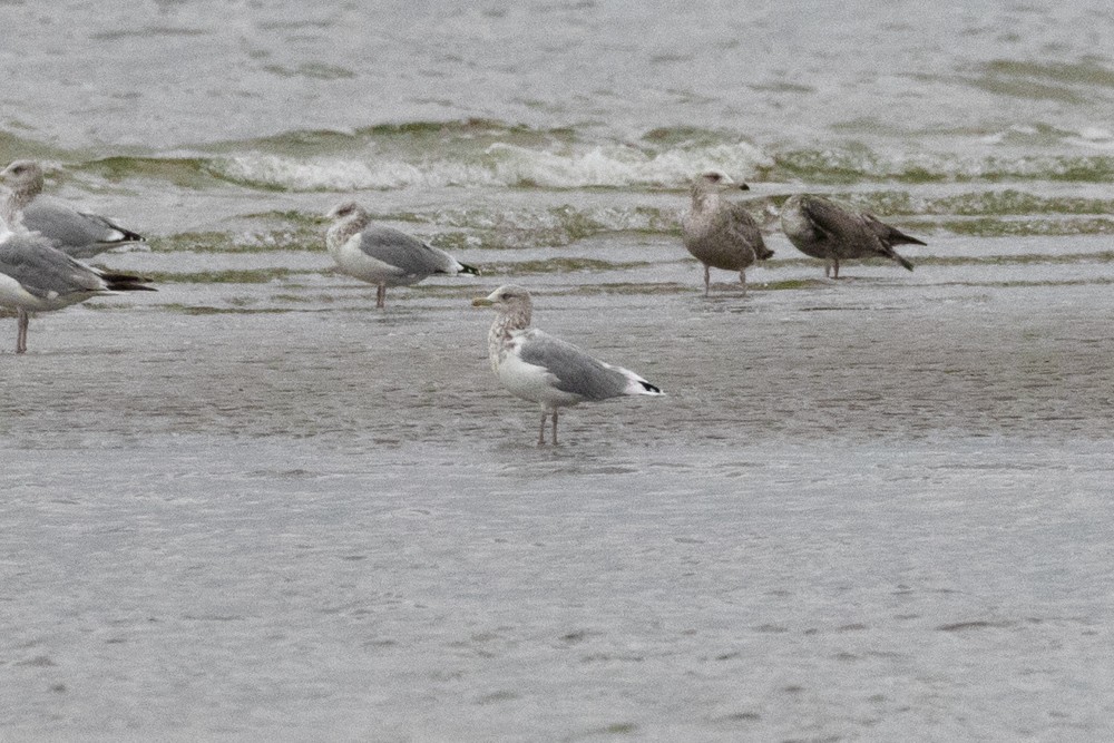 Herring Gull (American) - ML608706701