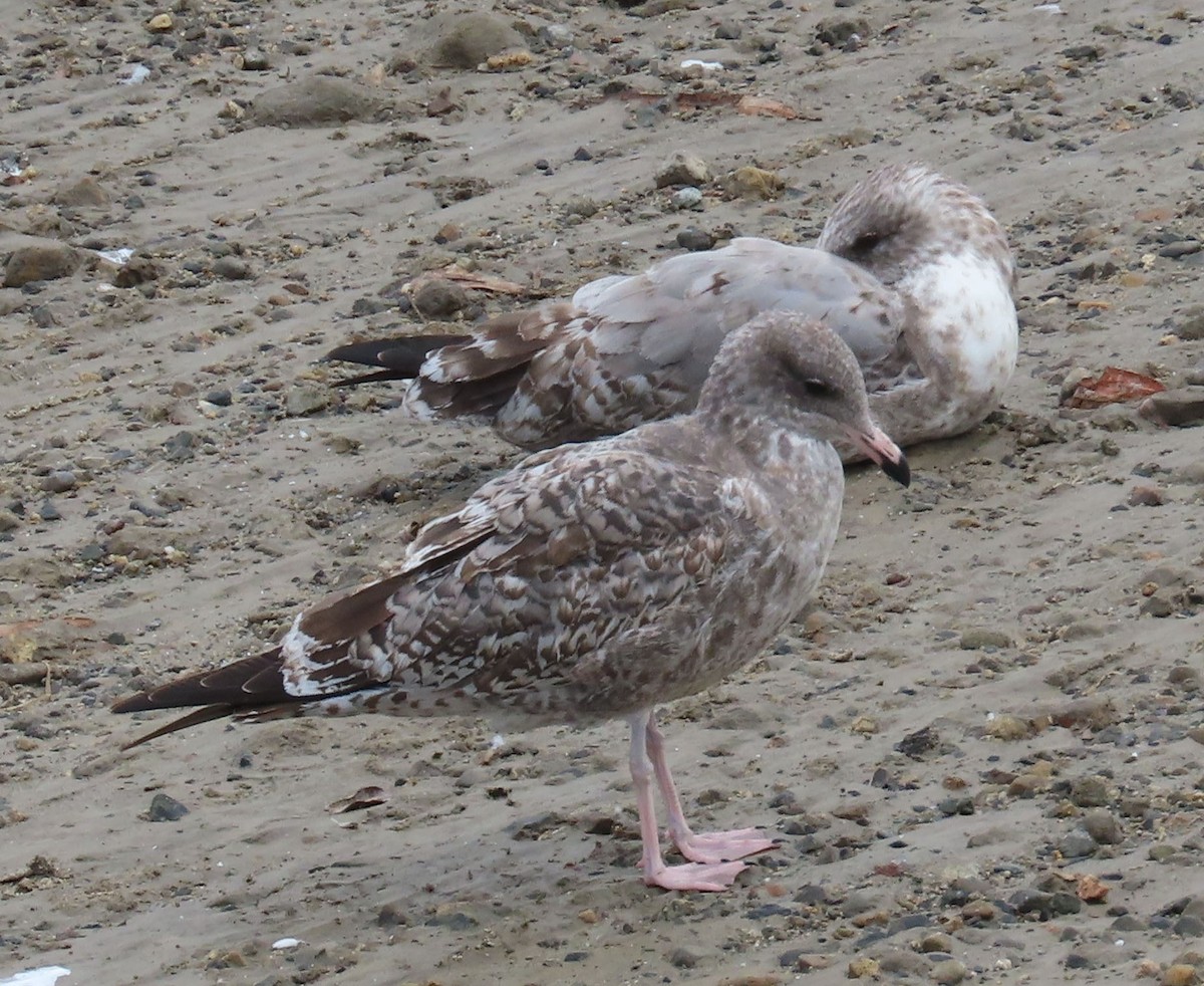 California Gull - Diane Etchison