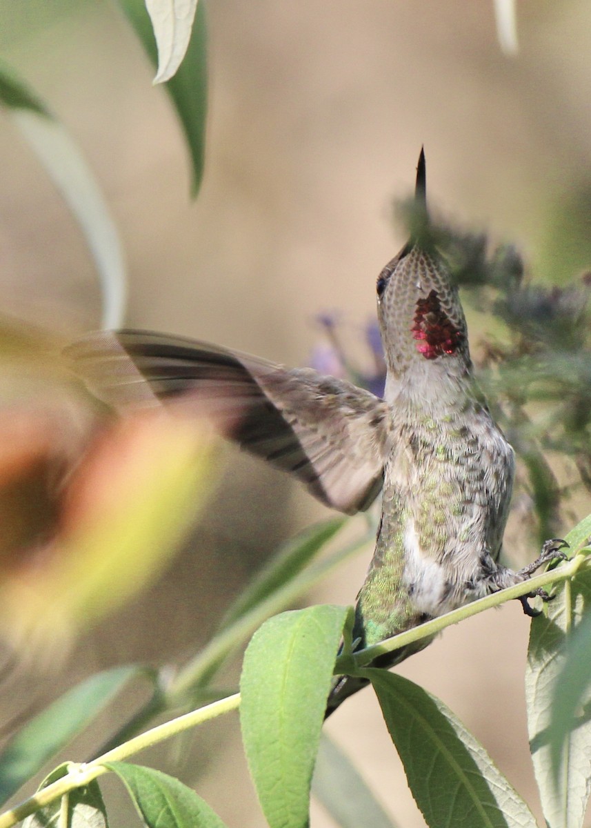 Anna's Hummingbird - ML608706805