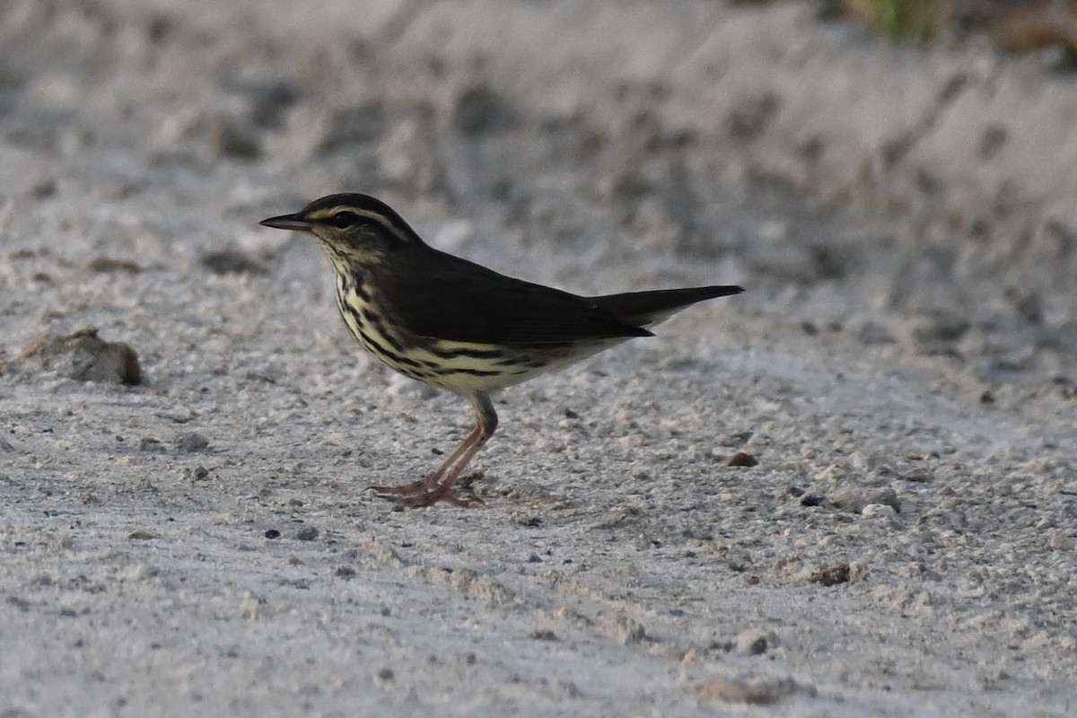 Northern Waterthrush - ML608706812