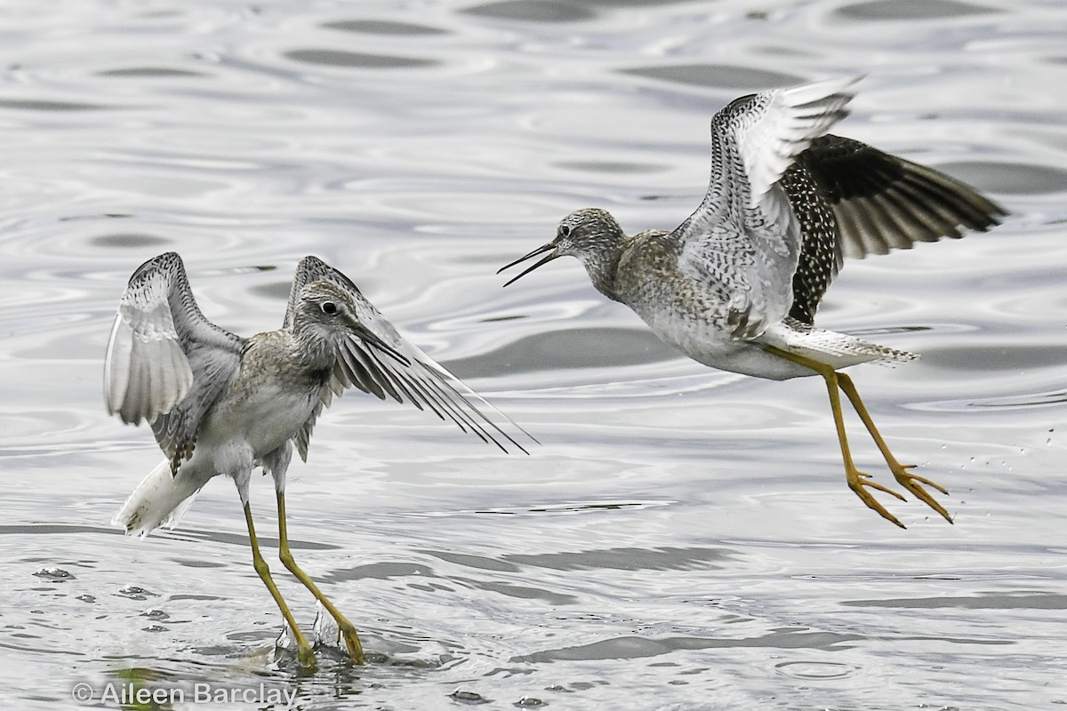 Lesser Yellowlegs - Aileen Barclay