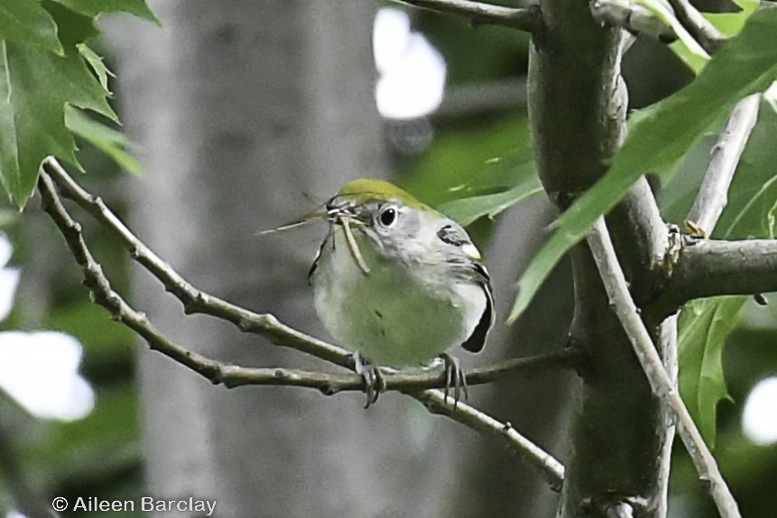 Chestnut-sided Warbler - Aileen Barclay