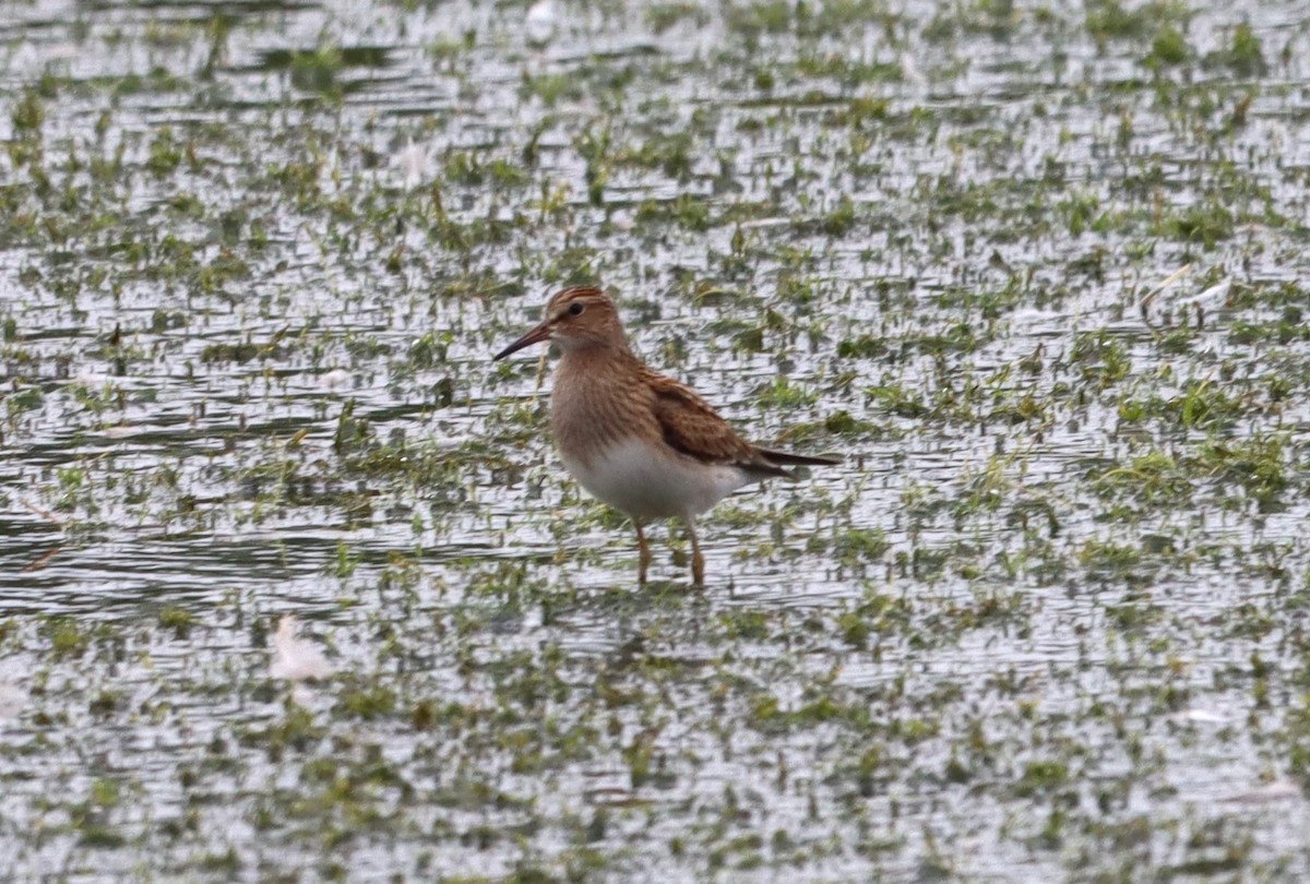 Pectoral Sandpiper - ML608706978