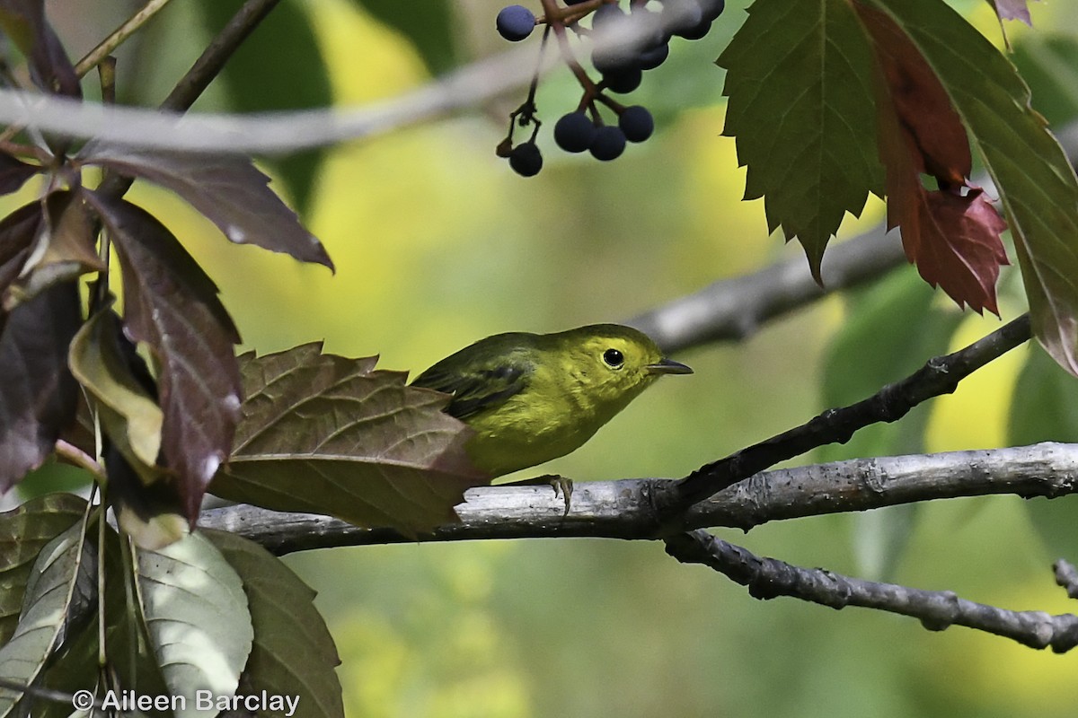 Wilson's Warbler - Aileen Barclay