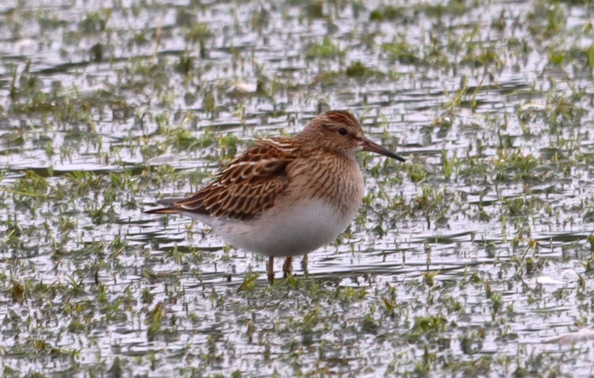 Pectoral Sandpiper - ML608707069