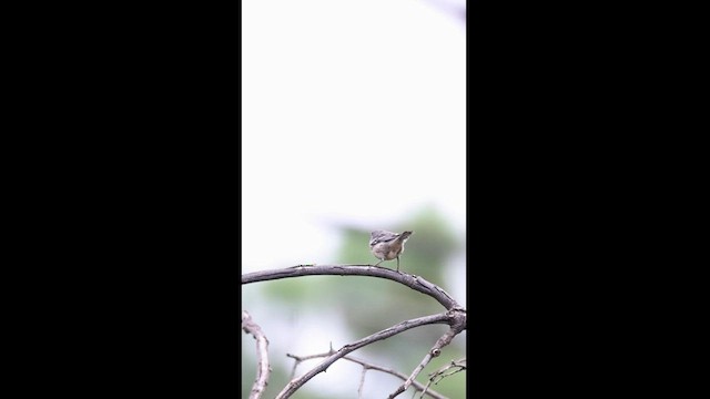 Grace's Warbler - ML608707094