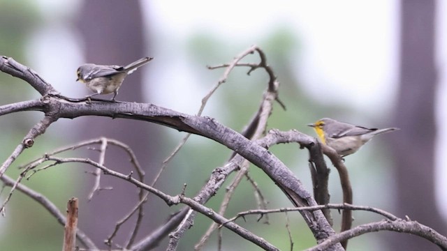 Grace's Warbler - ML608707095