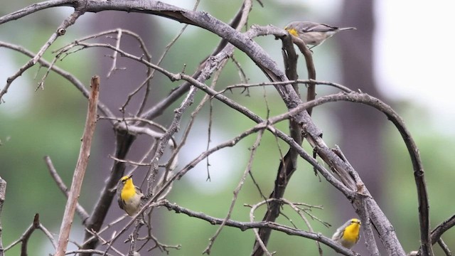 Grace's Warbler - ML608707097