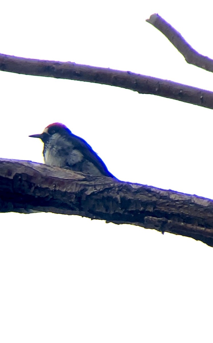 Acorn Woodpecker - ML608707143