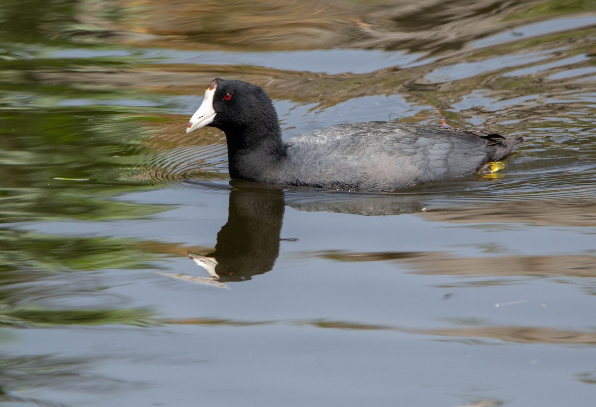 American Coot - Kike Heredia (Birding Tours)