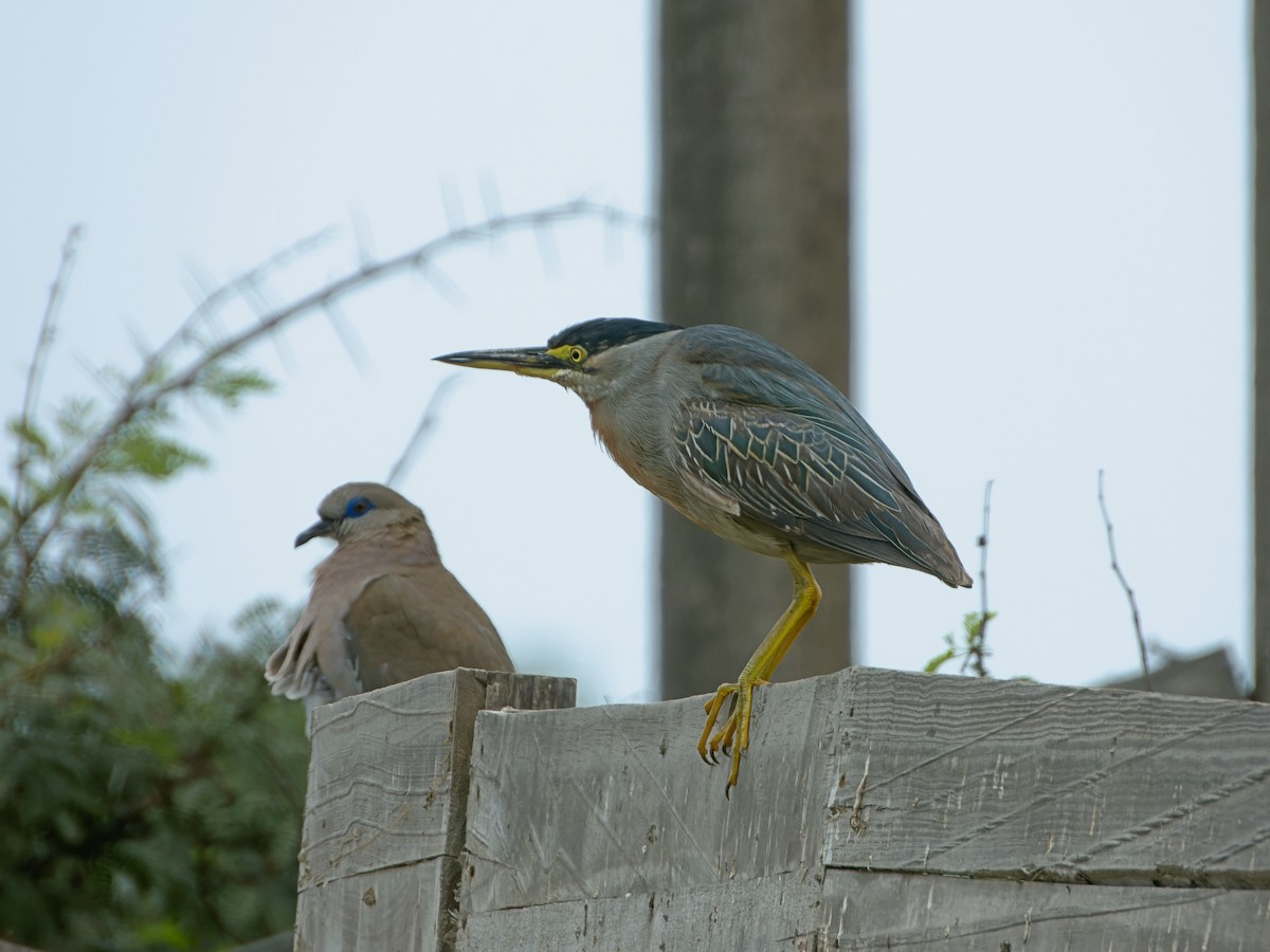 Striated Heron - ML608707208