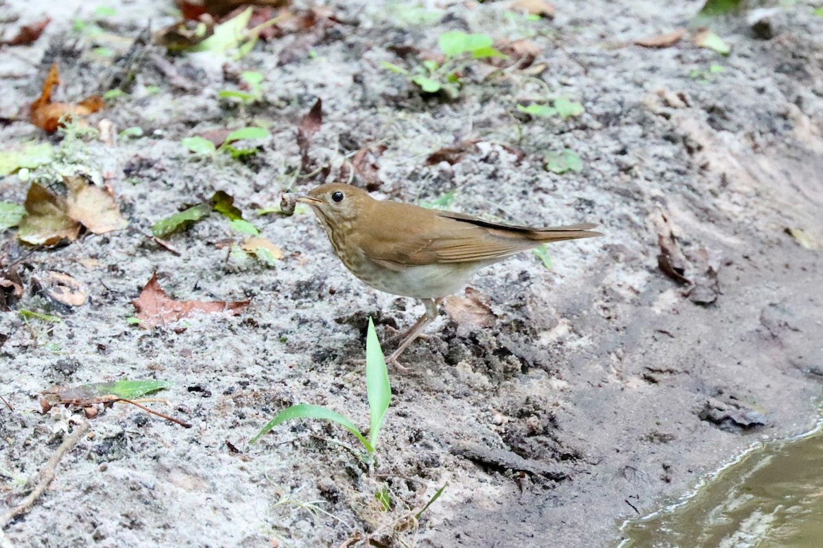 Veery - ML608707265