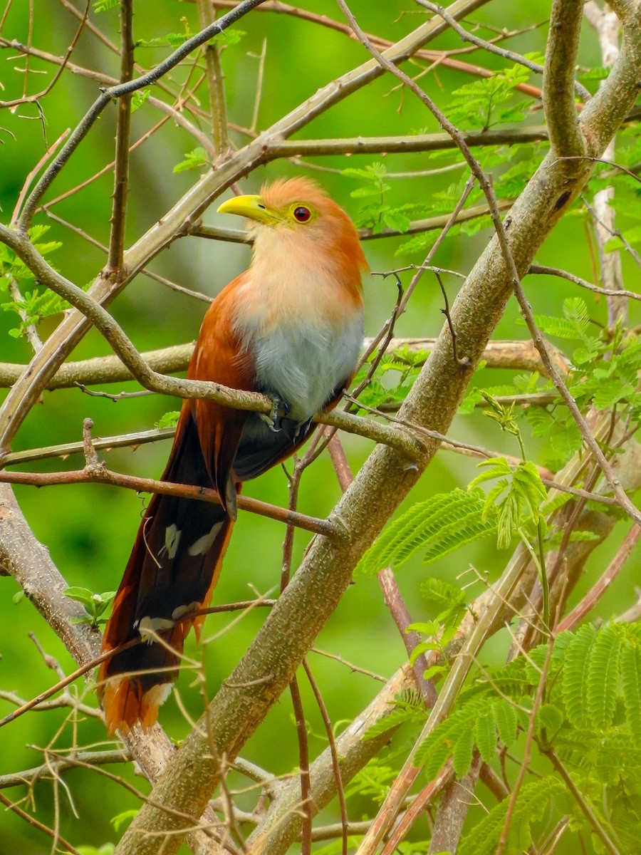 Squirrel Cuckoo - Giancarlo  Romero Arrieta