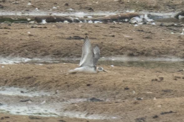 Red Phalarope - Jamie Vidich