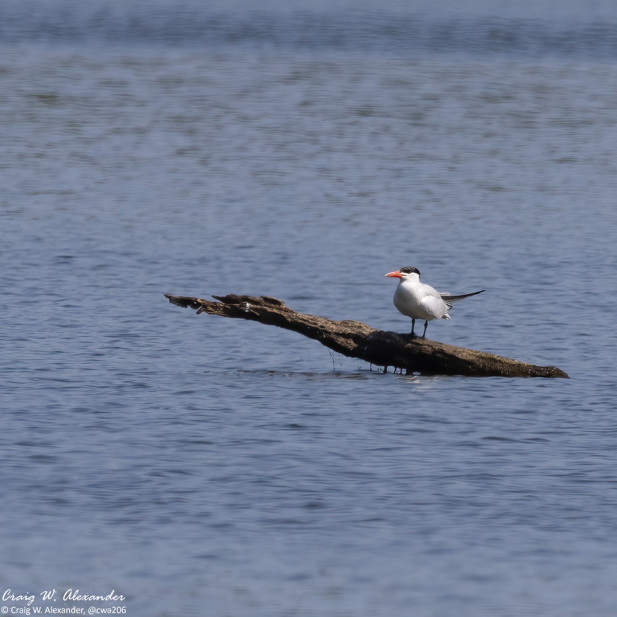 Caspian Tern - ML608707431