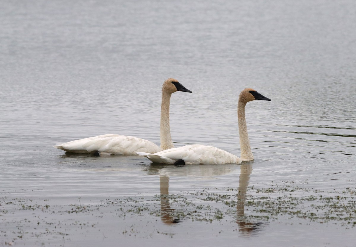 Trumpeter Swan - Michel Marsan