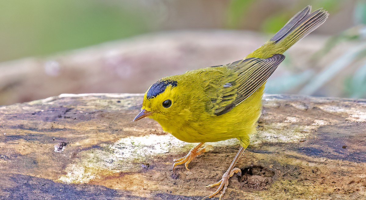Wilson's Warbler - ML608707455