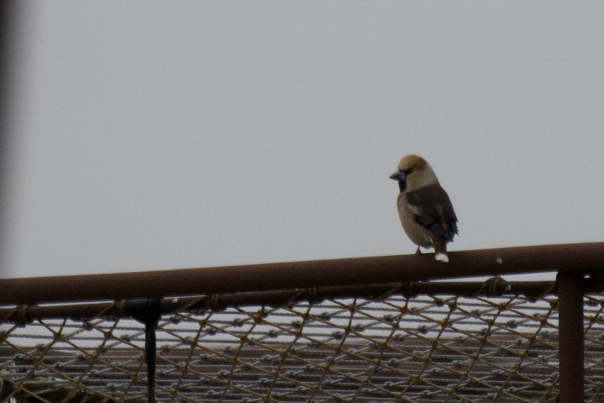 Hawfinch - Josiah Verbrugge