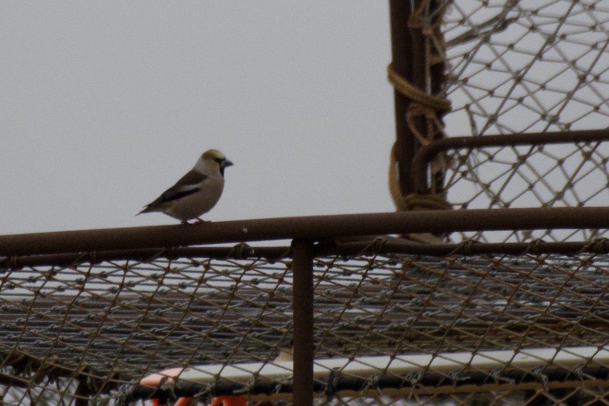 Hawfinch - Josiah Verbrugge