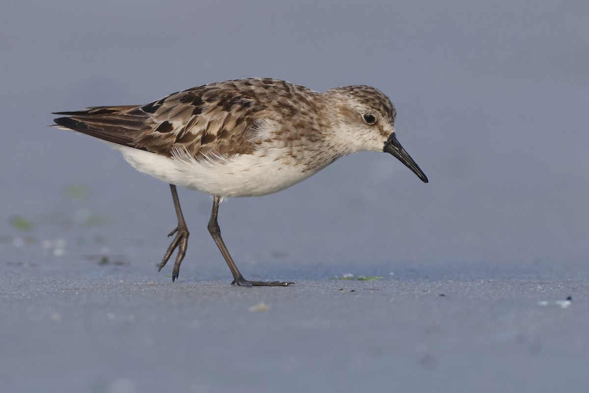 Semipalmated Sandpiper - ML608707700