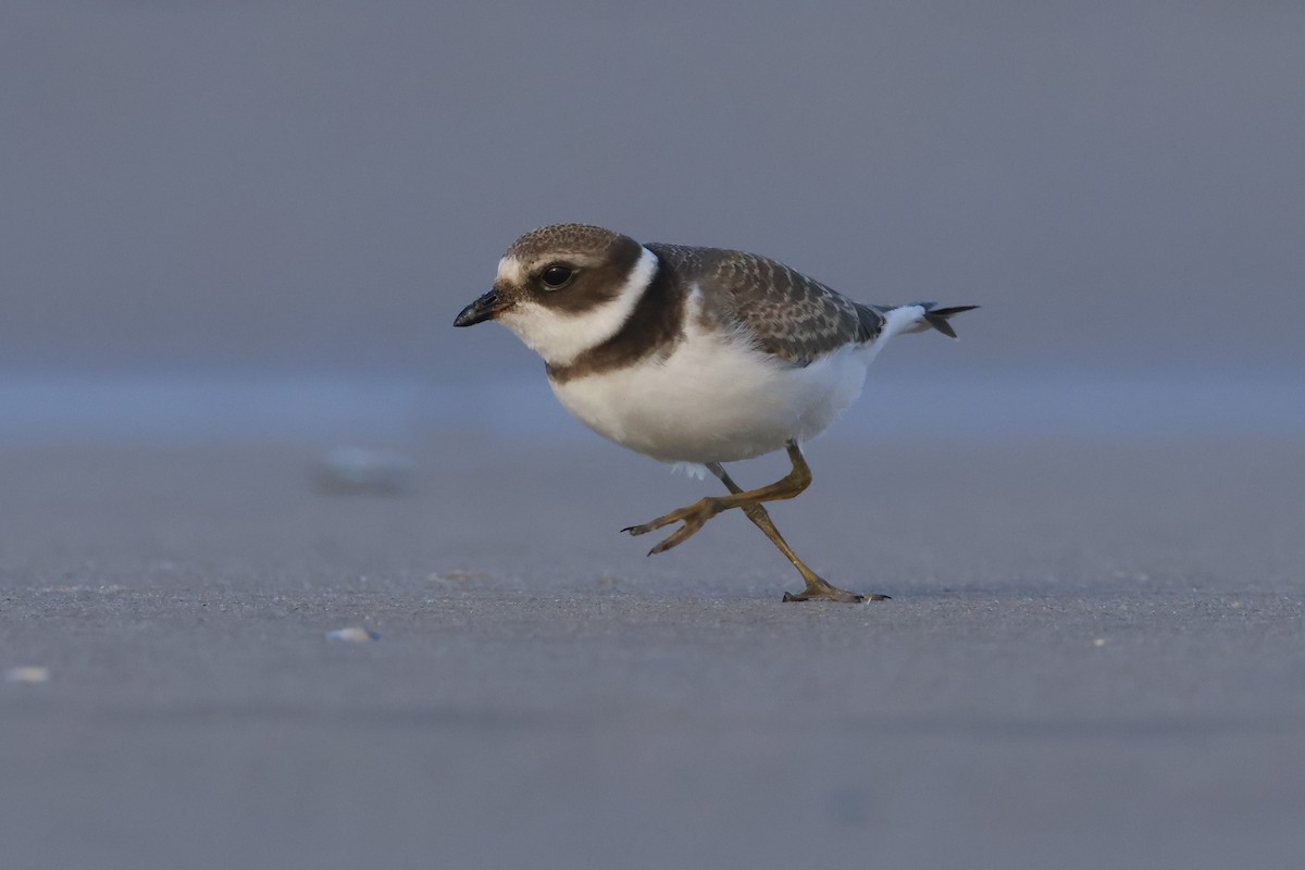 Semipalmated Plover - ML608707708